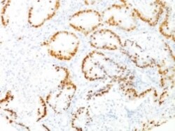 TTF-1/ NKX2-1 Antibody (8G7G3/1), Novus Biologicals 0.2mg; Unlabeled:Antibodies,