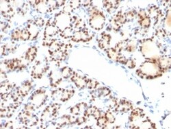 TTF-1/ NKX2-1 Antibody (NX2.1/690), Novus Biologicals 0.2mg; Unlabeled:Antibodies,