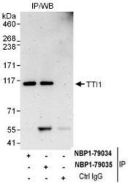 TTI1 Antibody, Novus Biologicals 0.1mg; Unlabeled:Antibodies, Polyclonal