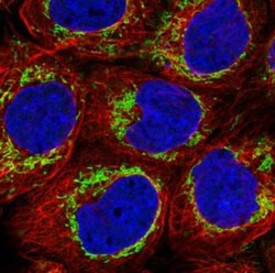 TUFM Antibody (CL2242), Novus Biologicals 0.1mL; Unlabeled:Antibodies,