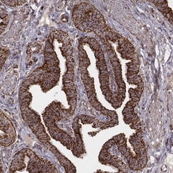 TUFM Antibody (CL2242), Novus Biologicals 0.1mL; Unlabeled:Antibodies,