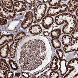 TUFM Antibody (CL2242), Novus Biologicals 0.1mL; Unlabeled:Antibodies,