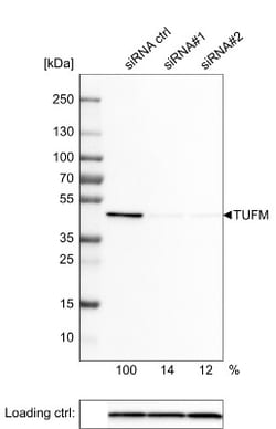 TUFM Antibody (CL2242), Novus Biologicals 0.1mL; Unlabeled:Antibodies,