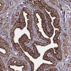 TUFM Antibody (CL2243), Novus Biologicals 25 &mu;L:Antibodies, Monoclonal