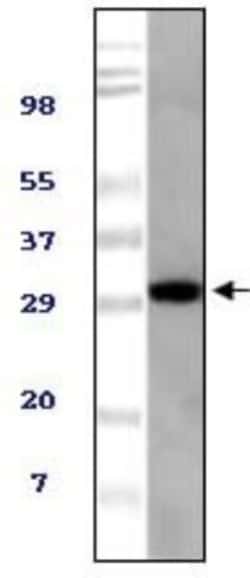TUG Antibody (4A11A6G11) - BSA Free, Novus Biologicals 0.025 mL, Unconjugated:Antibodies,