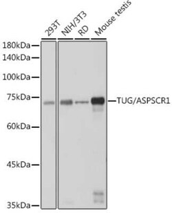 TUG Rabbit anti-Human, Mouse, Clone: 8I0U8, Novus Biologicals 100 &mu;g;