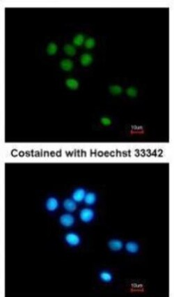 TULP3 Antibody, Novus Biologicals 0.1mL; Unlabeled:Antibodies, Polyclonal
