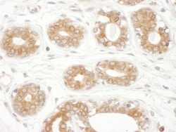 TXNDC Antibody, Novus Biologicals 0.1mg; Unlabeled:Antibodies, Polyclonal
