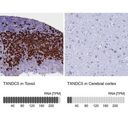 TXNDC5 Antibody, Novus Biologicals 25 &mu;L, Unlabeled:Antibodies, Polyclonal
