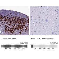 TXNDC5 Antibody, Novus Biologicals 25ul | Buy Online | Novus Biologicals | Fisher Scientific