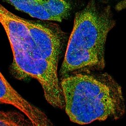 TXNL1 Antibody, Novus Biologicals 0.1mL; Unlabeled:Antibodies, Polyclonal