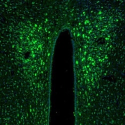 TXNL1 Antibody, Novus Biologicals 0.1mL; Unlabeled:Antibodies, Polyclonal