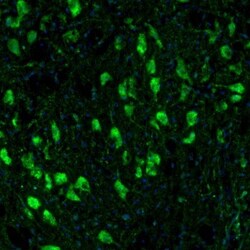 TXNL1 Antibody, Novus Biologicals 0.1mL; Unlabeled:Antibodies, Polyclonal