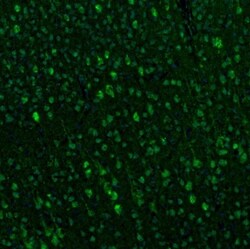TXNL1 Antibody, Novus Biologicals 0.1mL; Unlabeled:Antibodies, Polyclonal