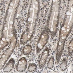 Taf4 Antibody, Novus Biologicals 0.1mL; Unlabeled:Antibodies, Polyclonal