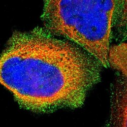 Talin1 Antibody, Novus Biologicals:Antibodies:Primary Antibodies