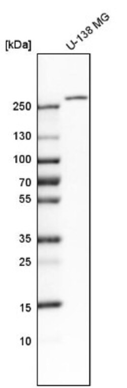 Talin1 Antibody, Novus Biologicals:Antibodies:Primary Antibodies