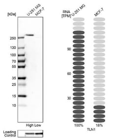 Talin1 Antibody, Novus Biologicals:Antibodies:Primary Antibodies