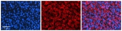 Tapasin Antibody, Novus Biologicals 100&mu;L; Unlabeled:Antibodies, Polyclonal