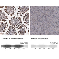 Tapasin Related Protein Antibody, Novus Biologicals 0.1mL; Unlabeled:Antibodies,