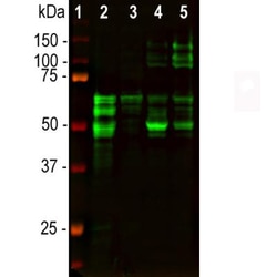 Tau Antibody (2E9), Novus Biologicals 0.1 mL | Buy Online | Novus Biologicals | Fisher Scientific