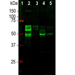 Tau Antibody, Novus Biologicals:Antibodies:Primary Antibodies