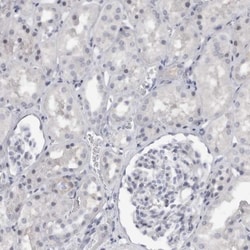 Pregnancy Zone Protein Antibody, Novus Biologicals:Antibodies:Primary Antibodies