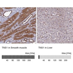 Tensin 1 Antibody, Novus Biologicals 0.1mL; Unlabeled:Antibodies, Polyclonal