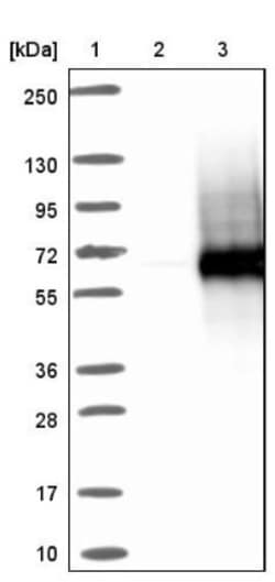 Testican 2/SPOCK2 Antibody, Novus Biologicals:Antibodies:Primary Antibodies