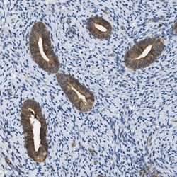Testin Antibody, Novus Biologicals:Antibodies:Primary Antibodies