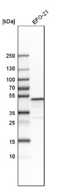 Testin Antibody, Novus Biologicals:Anticorps:Anticorps primaires