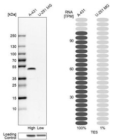 Testin Antibody, Novus Biologicals:Anticorps:Anticorps primaires