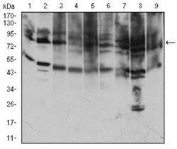 TfR (Transferrin R) Antibody (1A1B2) - BSA Free, Novus Biologicals 0.025