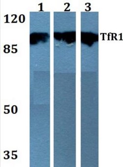 TfR (Transferrin R) Antibody - BSA Free, Novus Biologicals 0.1 mL | Buy Online | Novus Biologicals | Fisher Scientific
