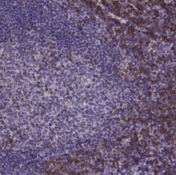 Themis Antibody, Novus Biologicals 0.1mL; Unlabeled:Antibodies, Polyclonal
