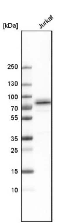 Themis Antibody, Novus Biologicals 0.1mL; Unlabeled:Antibodies, Polyclonal
