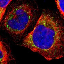 Thioredoxin-2 Antibody, Novus Biologicals:Antibodies:Primary Antibodies