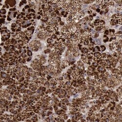 Thioredoxin-2 Antibody, Novus Biologicals:Antibodies:Primary Antibodies