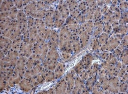 Thioredoxin Reductase 1/TRXR1 Antibody, Novus Biologicals 0.1mL; Unlabeled:Antibodies,
