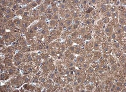 Thioredoxin Reductase 1/TRXR1 Antibody, Novus Biologicals 0.1mL; Unlabeled:Antibodies,