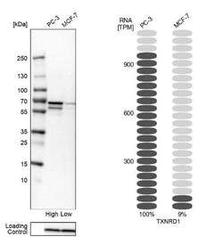 Thioredoxin Reductase 1/TRXR1 Antibody, Novus Biologicals:Antibodies:Primary