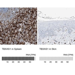 Thromboxane synthase Antibody, Novus Biologicals:Antibodies:Primary Antibodies