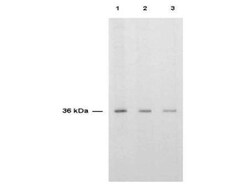 Thymidylate Synthase Antibody - BSA Free, Novus Biologicals 100ug; Unlabeled:Antibodies,