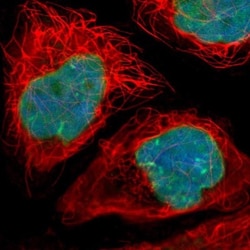 Thymopoietin/LAP2 Antibody, Novus Biologicals 0.1mL; Unlabeled:Antibodies,