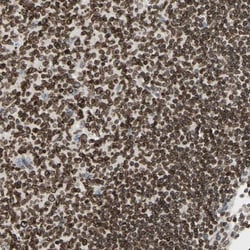 Thymopoietin/LAP2 Antibody, Novus Biologicals 0.1mL; Unlabeled:Antibodies,