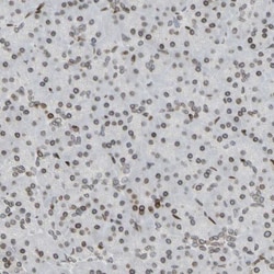 Thymopoietin/LAP2 Antibody, Novus Biologicals 0.1mL; Unlabeled:Antibodies,