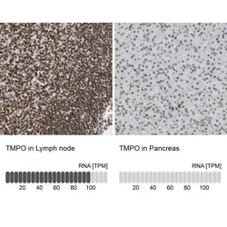 Thymopoietin/LAP2 Antibody, Novus Biologicals 0.1mL; Unlabeled:Antibodies,