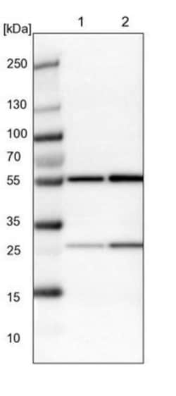 Thymopoietin/LAP2 Antibody, Novus Biologicals 0.1mL; Unlabeled:Antibodies,
