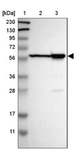 Thymopoietin/LAP2 Antibody, Novus Biologicals 0.1mL; Unlabeled:Antibodies,