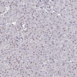 Thyroid receptor-interacting protein 12 Antibody, Novus Biologicals 0.1mL;